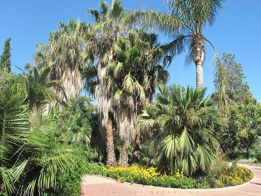 183 D35 PARC OLBIUS RIQUIER A HYERES_000007.jpg